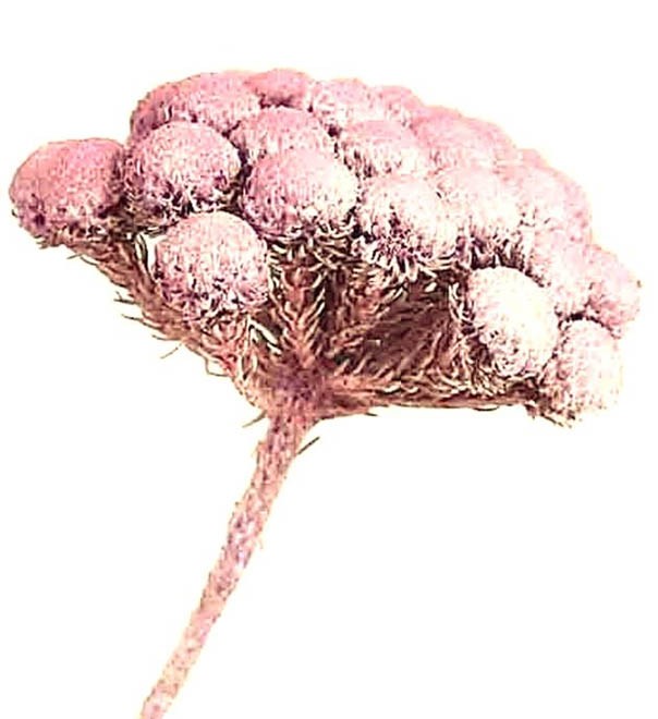 Brunia Albiflora L30-40cm altrosa frosted