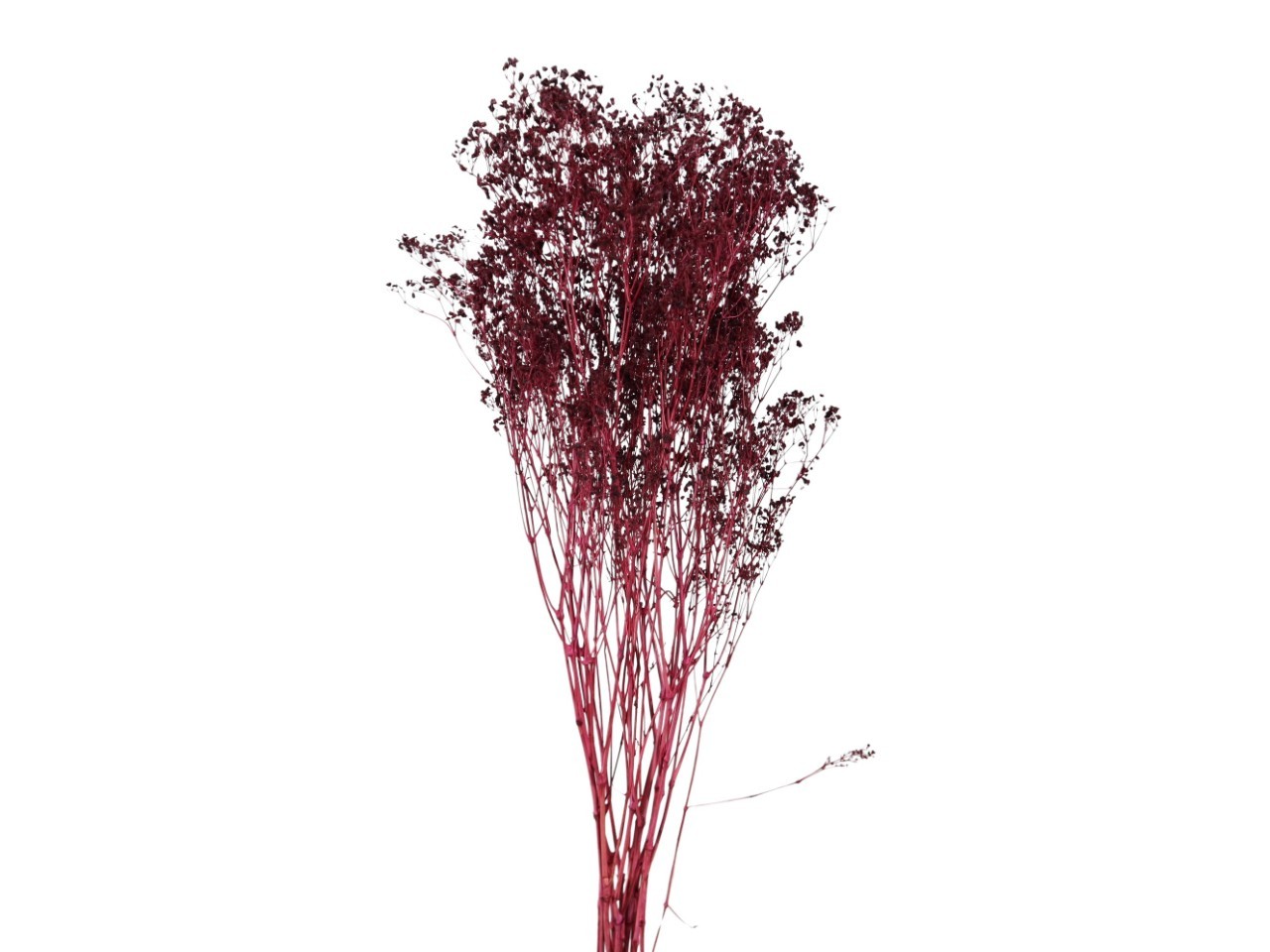 Gypsophila Paniculata pflaume 100gr.