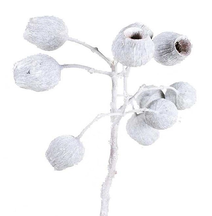 Eucalyptusglockenzweig D4-5 L30-40cm white washed