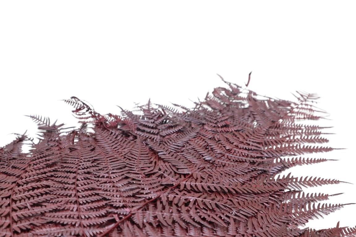 Bracken Farn rot-braun