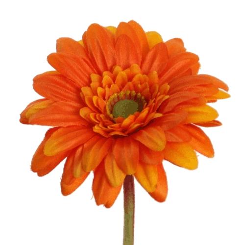 Gerbera Mini D7cm H47cm orange