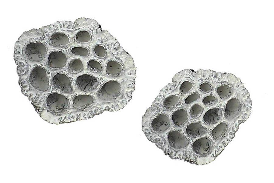 Lotos D6-8cm white washed