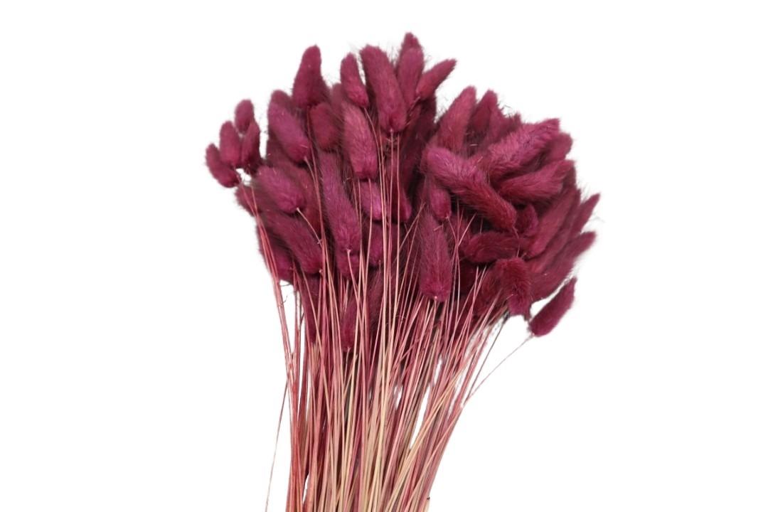 Lagurus pflaume32 100gr. Lagurus pflaume32 100gr.