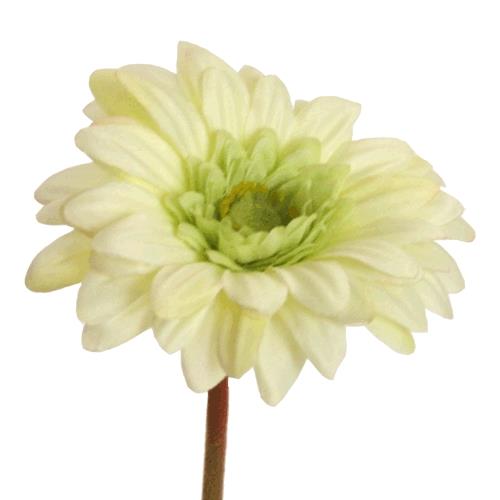 Gerbera Mini D7cm H47cm creme