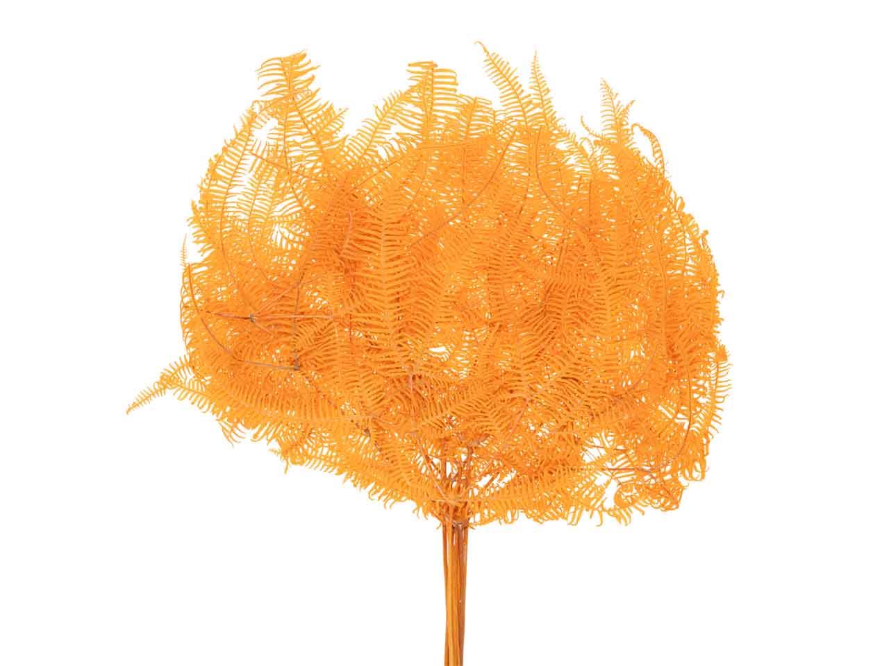 Farnwedel orange L65-70cm 10Stück im Bund