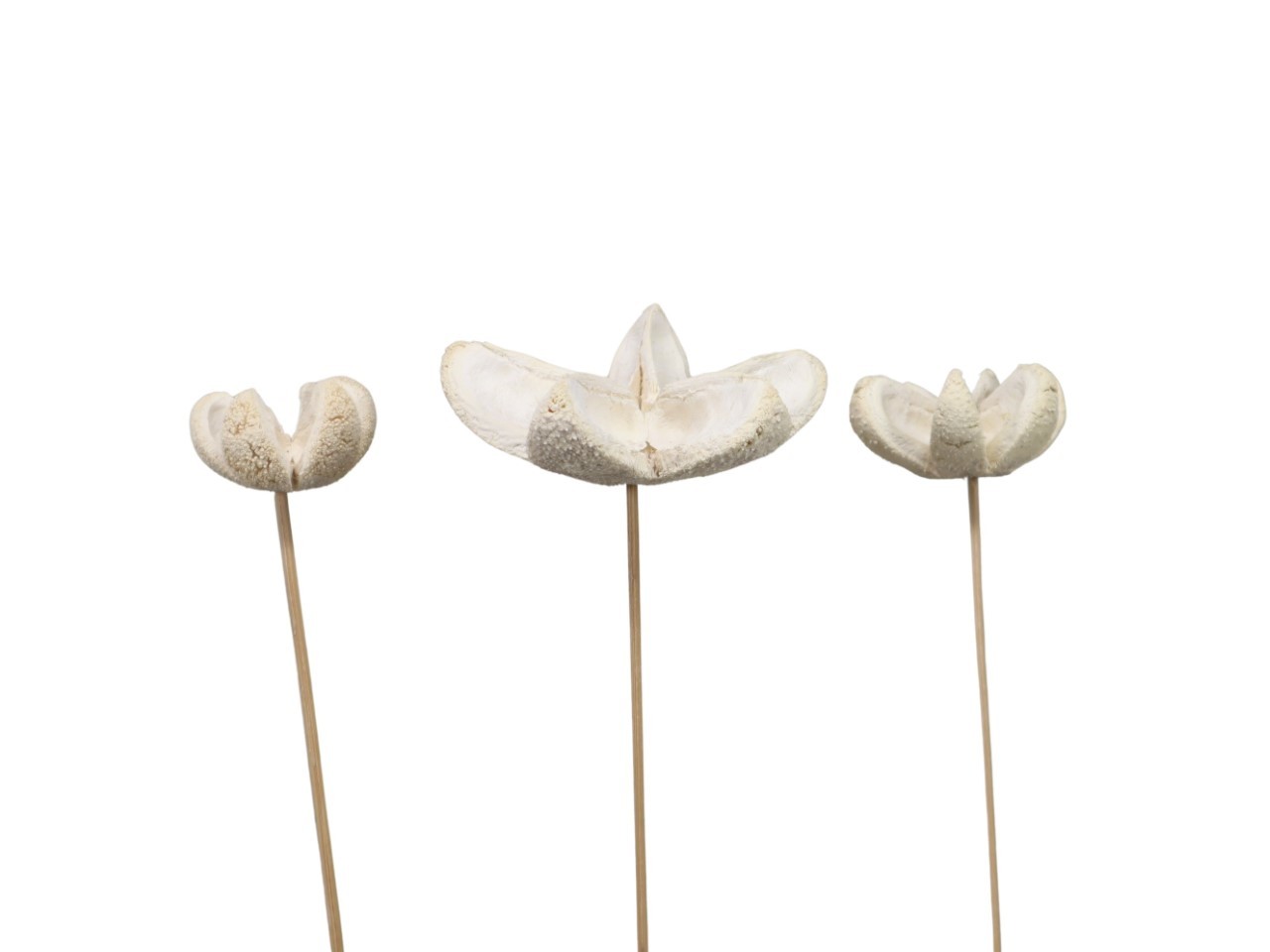 Bullet Blume gestielt D8H4L35cm gebleicht