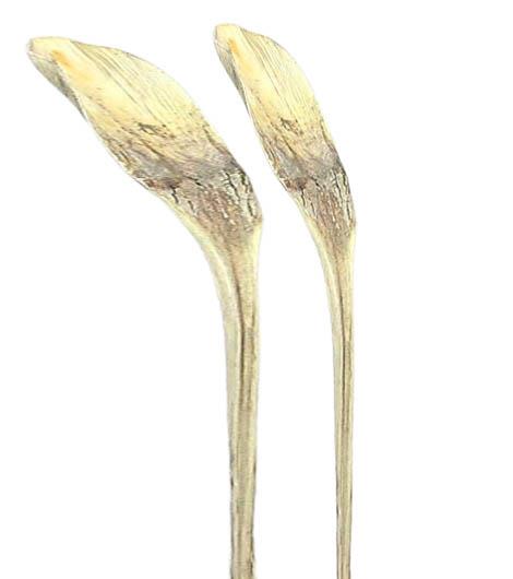 Hornspeer gebleicht langer Stiel Hornspeer gebleicht langer Stiel