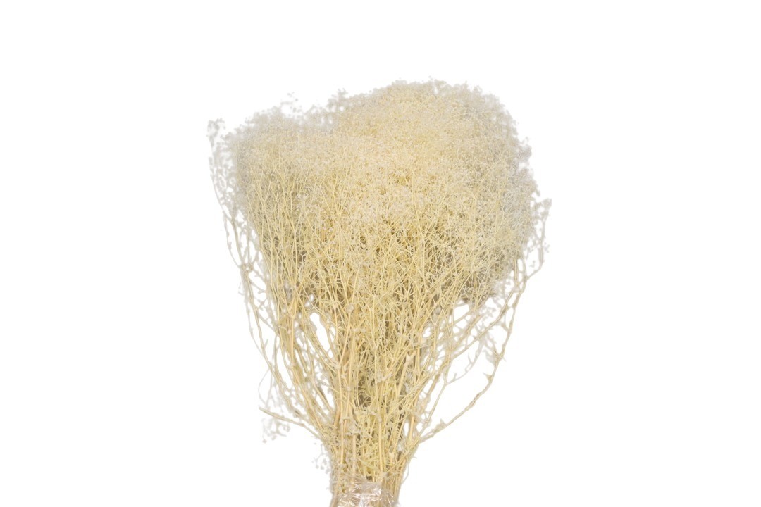 Gypsophila mini weiß 100gr.