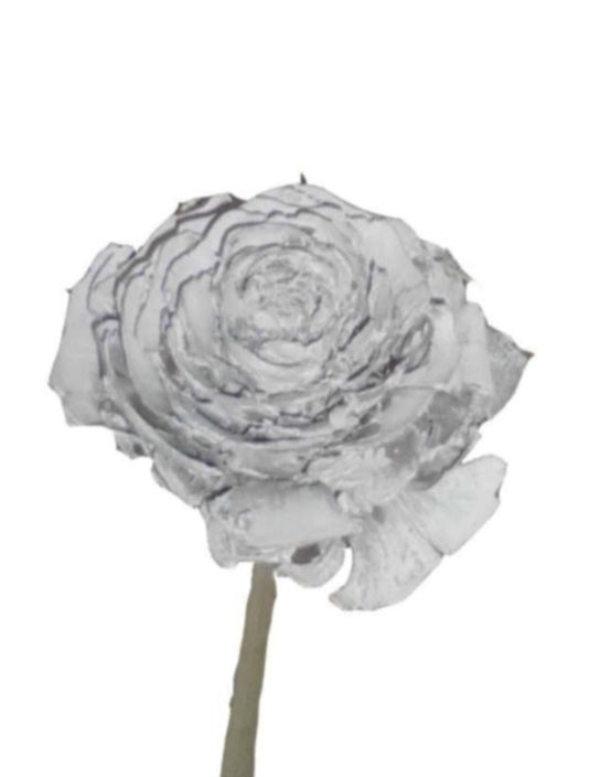 Cedernrose gestielt D4-6 L35cm white washed