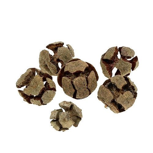 Zapfen Pinus Cypressus D3-4cm 2kg natur