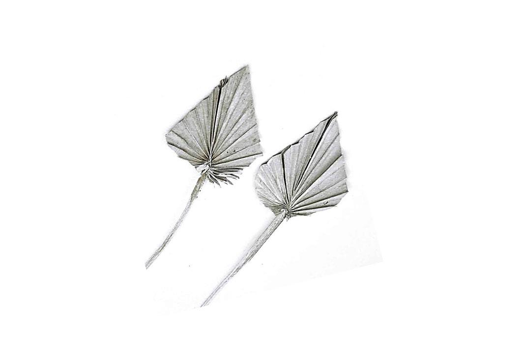 Palmspeer mini white washed