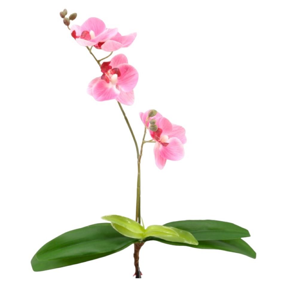 Phalaenopsis m. Blätter rosa H35cm Phalaenopsis m. Blätter rosa H35cm