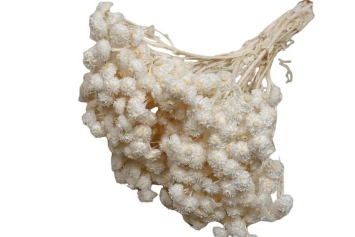 Immortellen weiß01 50gr.