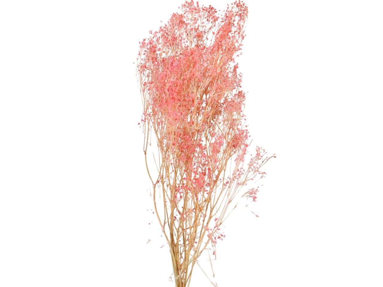 Gypsophila mini zartrosa 100gr.