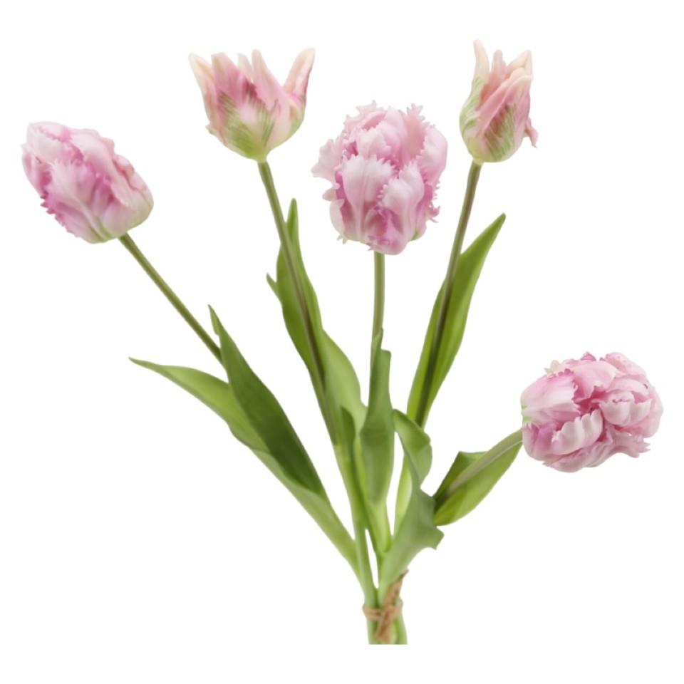 Papageientulpe Bund x 5  soft touch , 40 cm lila