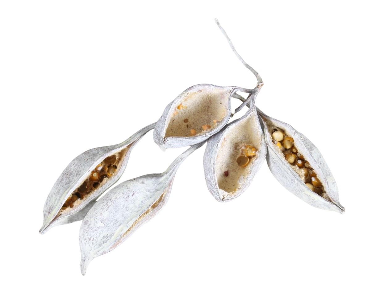 Brachyciton L5,5cm 1,5kg white washed