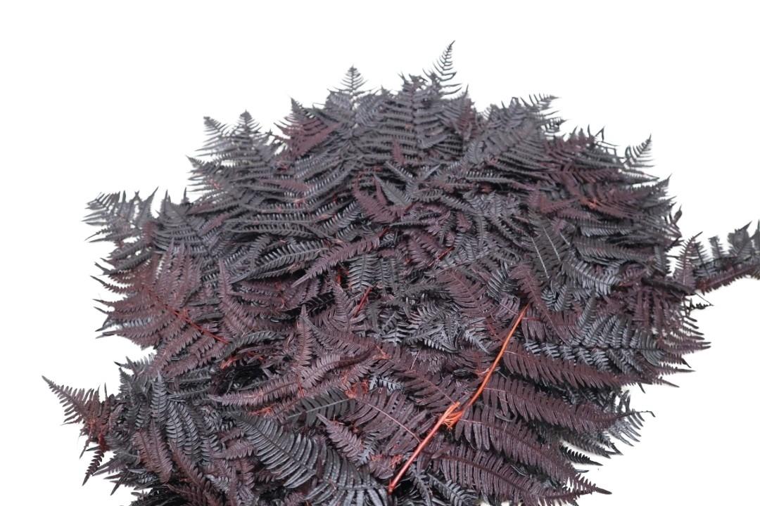 Bracken Farn pflaume32 Bracken Farn pflaume32