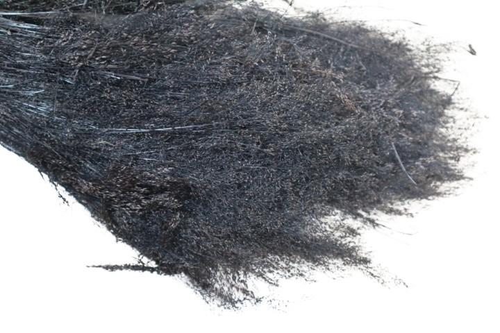 Agrostis schwarz 100gr.