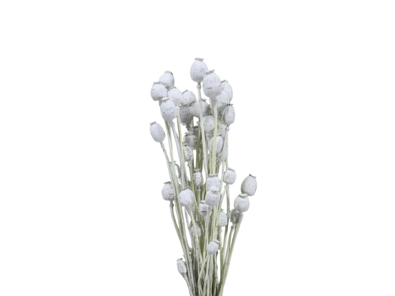 Mohnköpfe D3,5-4,5cm whitewashed