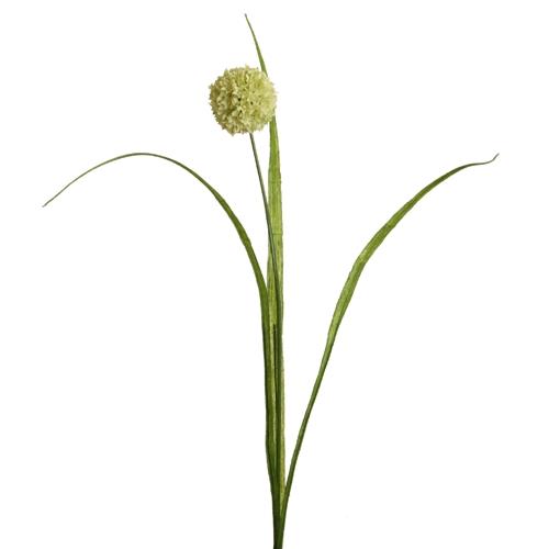 Allium m. Blätter 50 cm creme