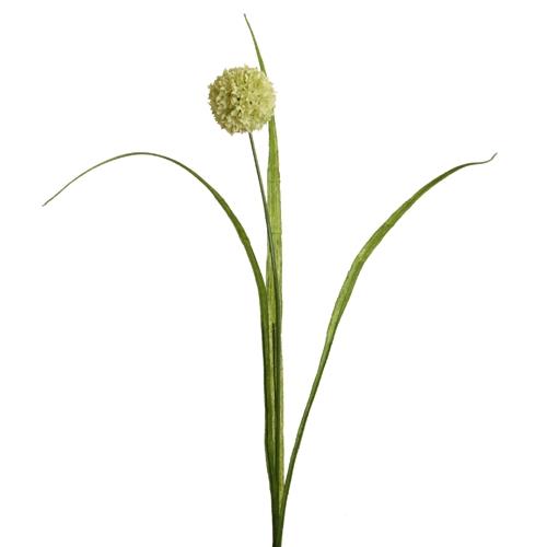 Allium m. Blätter 50 cm creme Allium m. Blätter 50 cm creme