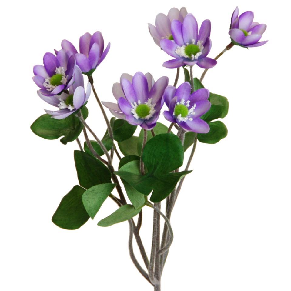 Leberblümchen 43 cm purple Leberblümchen 43 cm purple