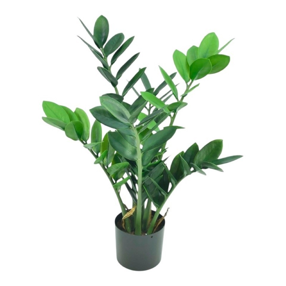 Topfpflanze Zamioculca 43cm grün