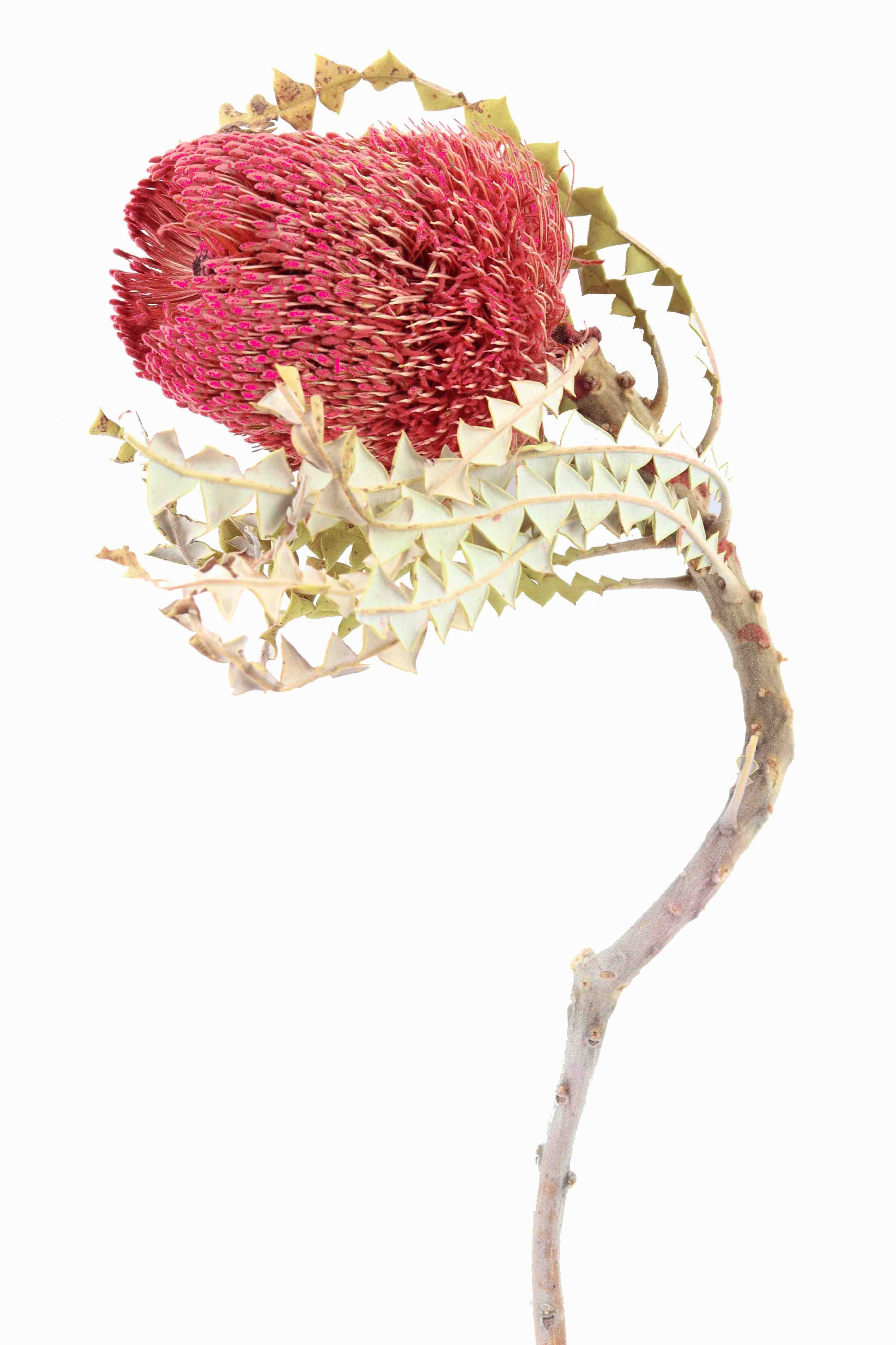 Banksia Speciosa D7-8 H12 L30cm altrosa