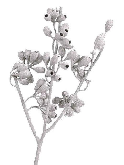 Eucalyptus Cluster Zweig L40-50cm white washed