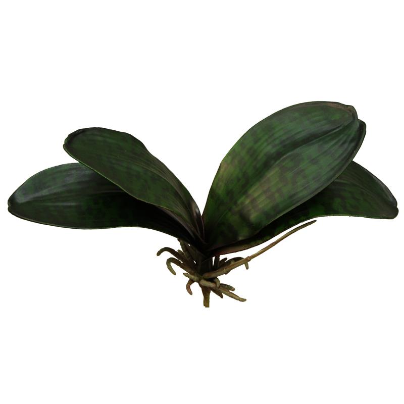 Phalaenopsis Blätter 30cm grün
