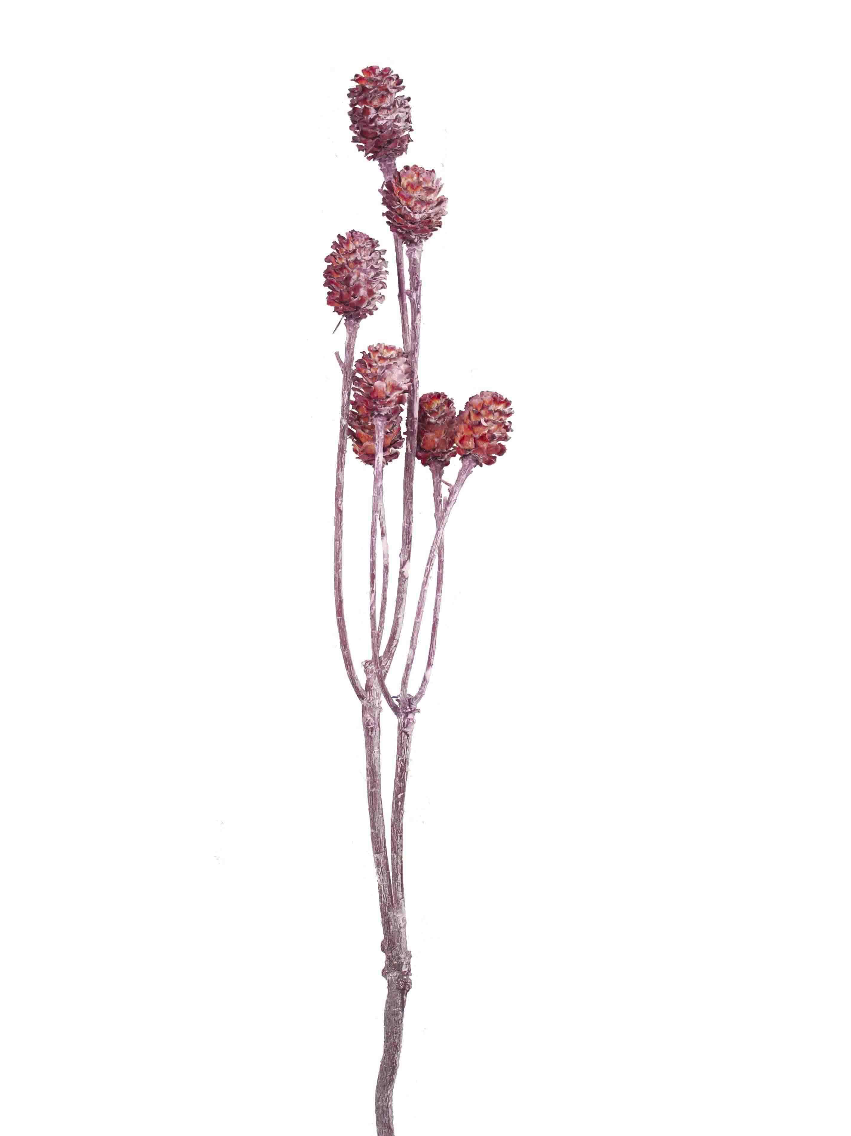 Salignum 4-6 Köpfe rot frosted Salignum 4-6 Köpfe rot frosted