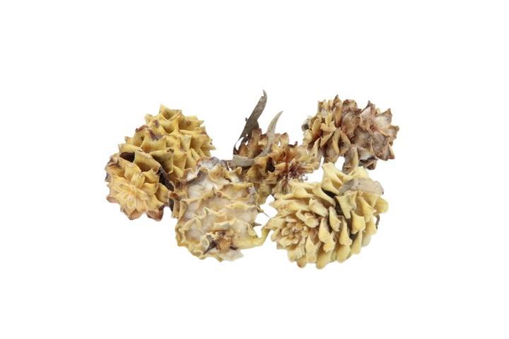 Zapfen Salignum D2H3cm ca. 330 Stück 1kg cream