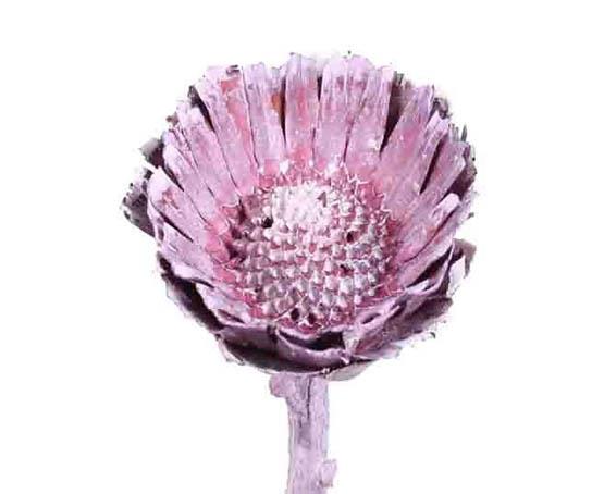 Protea geschnitten klein brombeer frosted Protea geschnitten klein brombeer frosted