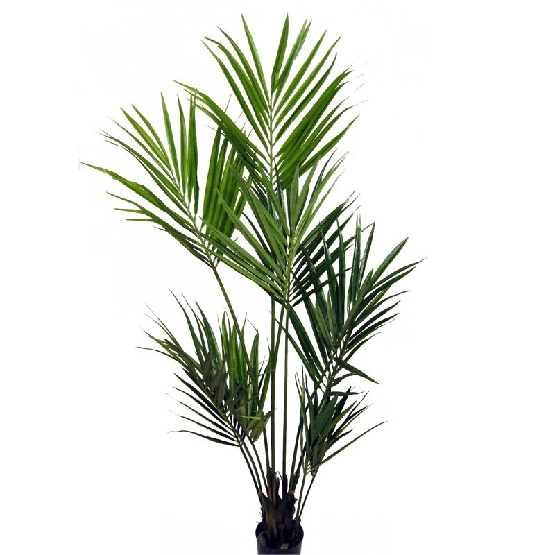 Kentia Palme i. Topf 150 cm