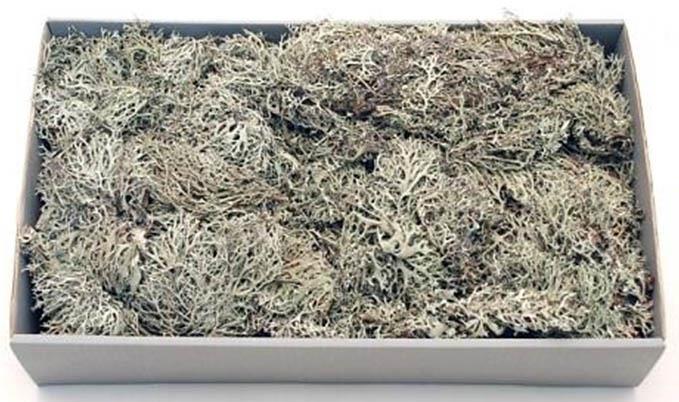 Grey (Flechte) Moos 500gr. natur