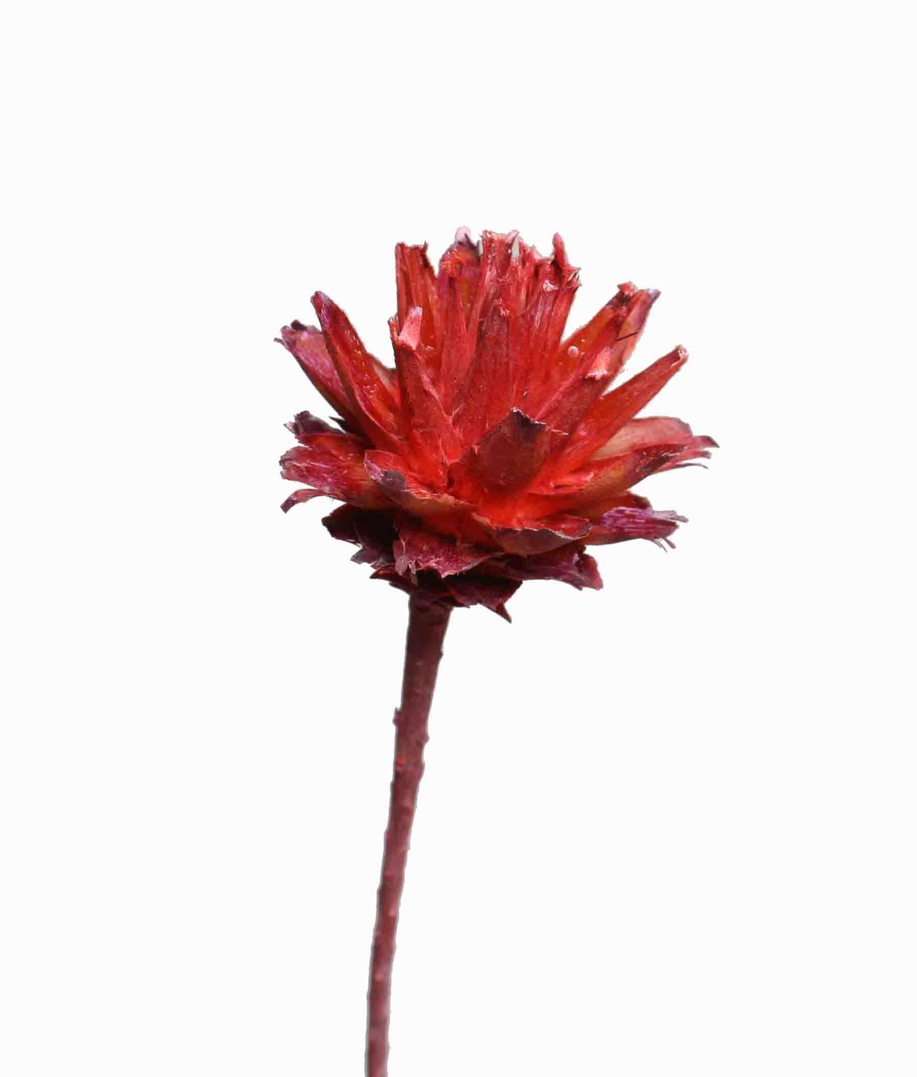 Leucospernum x1 D5-6L35-40cm rot frosted