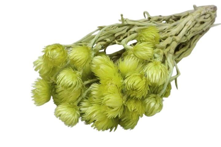 Capblumen pastell grün L30-40cm Bund 50gr.