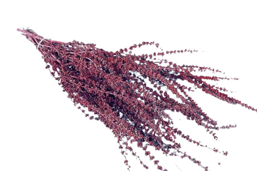 Palank Grass L60cm rot frosted 1kg