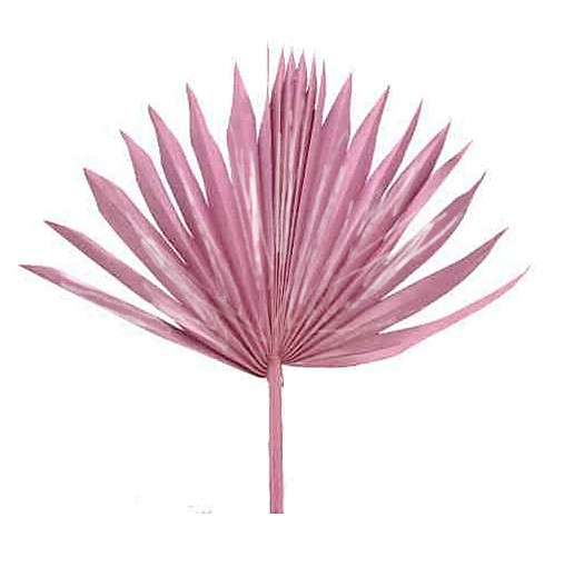 Palmspeer Sun Cut B30 H15 L50cm altrosa