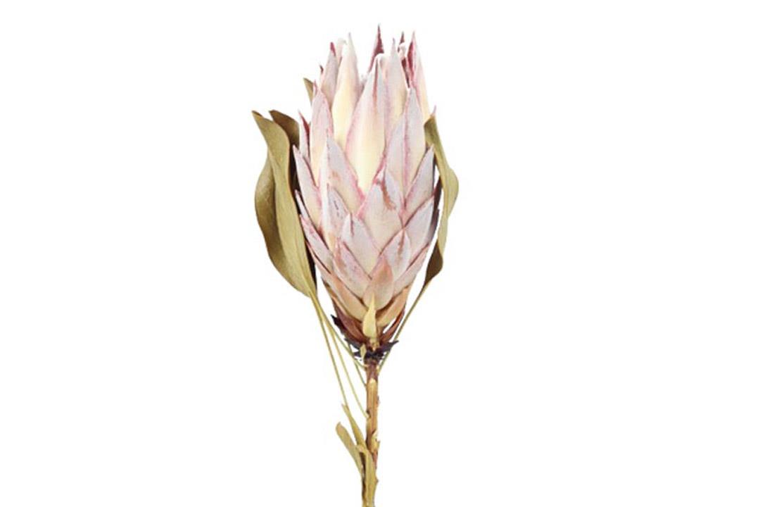 Protea King Flower pink