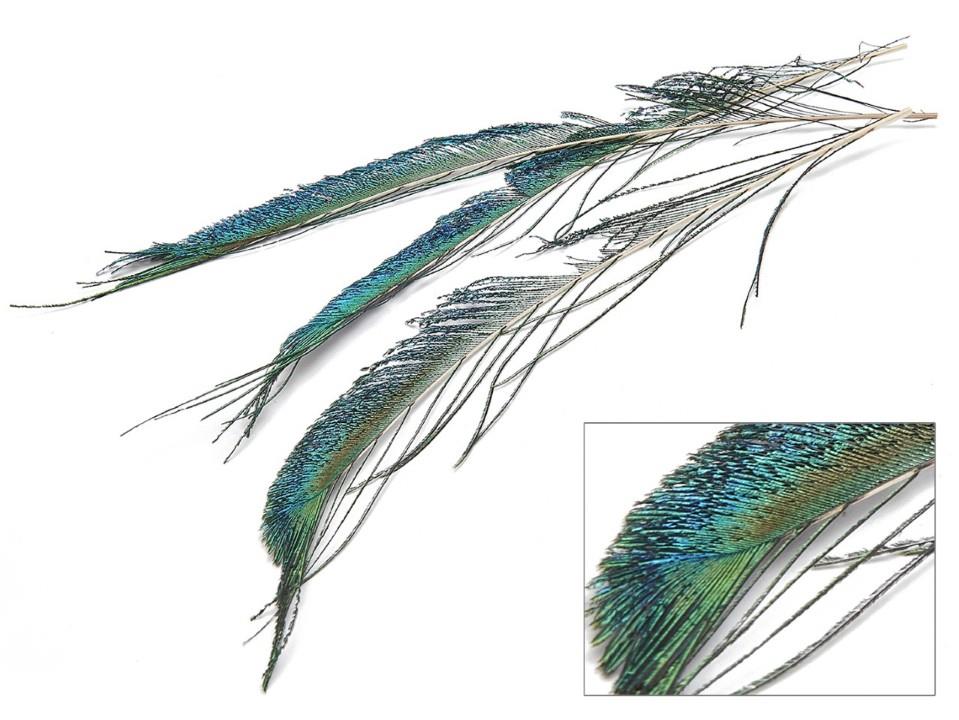 Pfauschwertfedern natürlich +-50cm