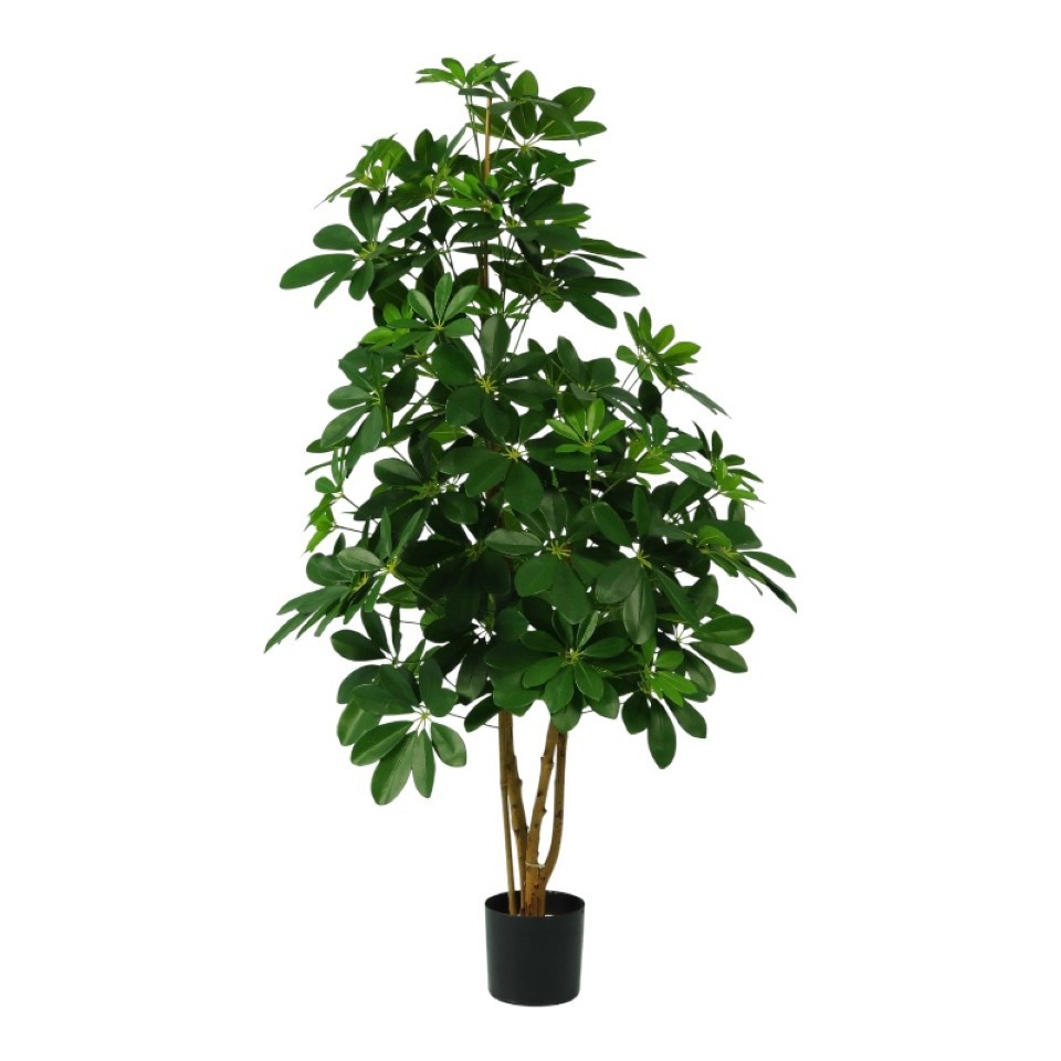 Topfpflanze Schefflera m. Naturstamm H120cm grün