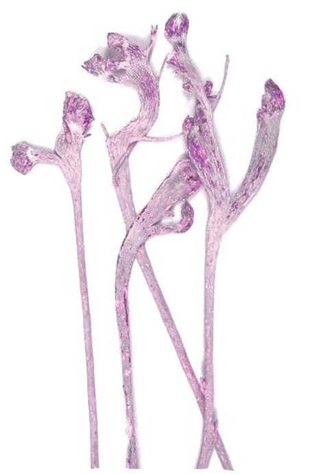 Geweihholz L40-70cm brombeer frosted 100 Stück