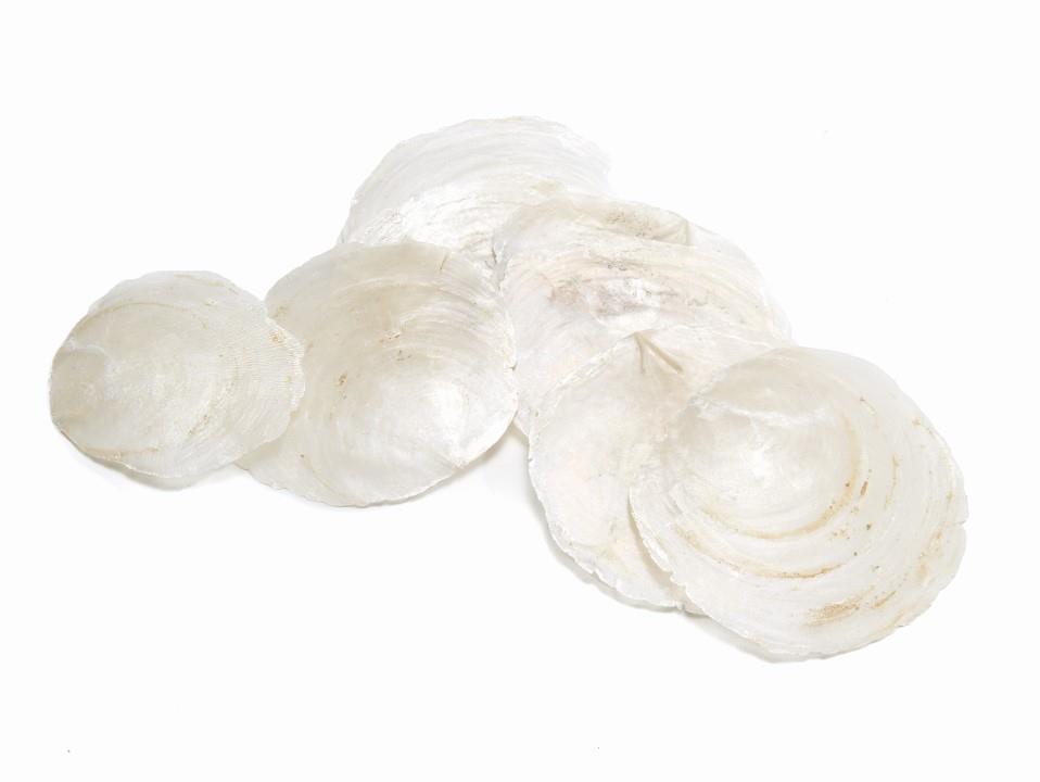 Capizmuschel natur D5-10cm 1kg
