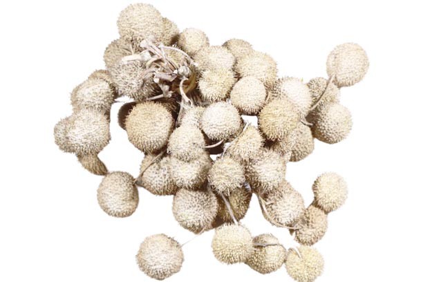 Plantanen Frucht D2,5cm 250gr. white washed