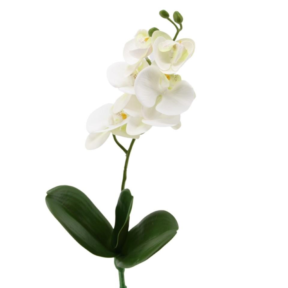 Phalaenopsis mit Blatt weiss H41cm Phalaenopsis mit Blatt weiss H41cm
