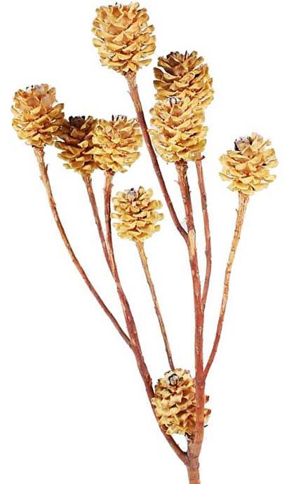 Salignum 7+Köpfe D2-3 L30-35cm cream Original