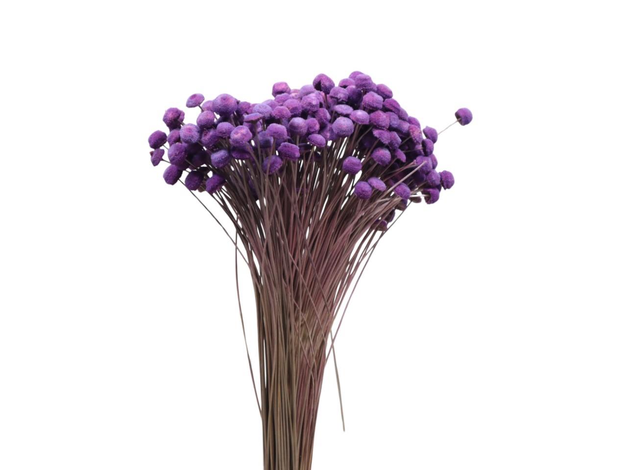 Botao Branco brombeer58 100gr. Botao Branco brombeer58 100gr.