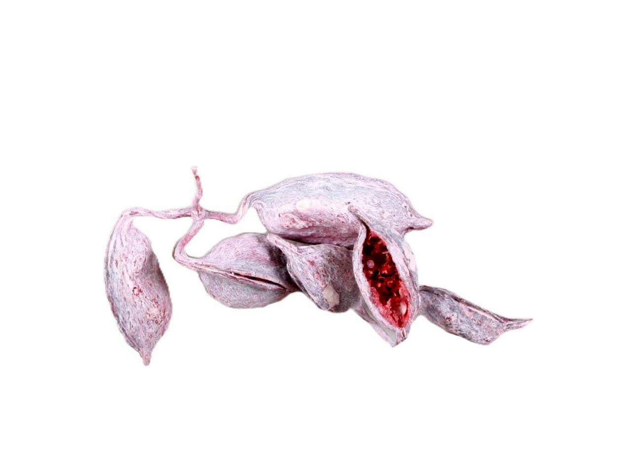 Brachyciton altrosa frosted 1,5 kg