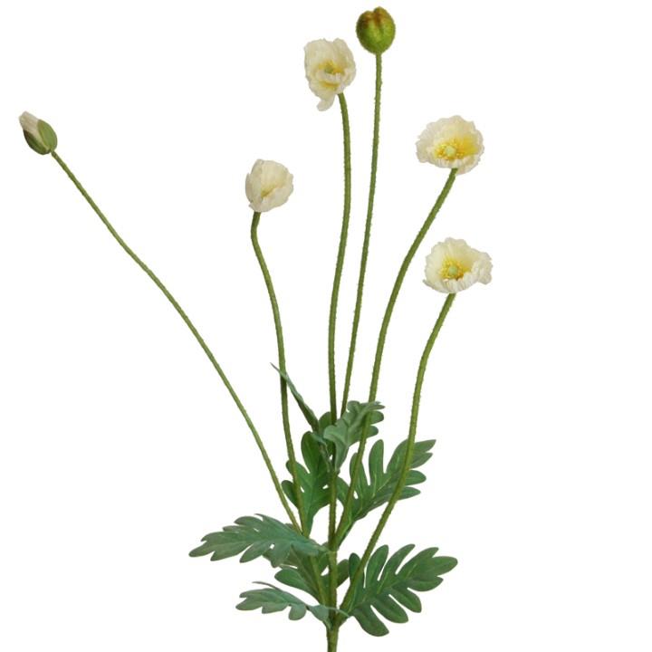 Island Mohn 50 cm creme x6